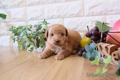 成約済の滋賀県のトイプードル-161220の6枚目