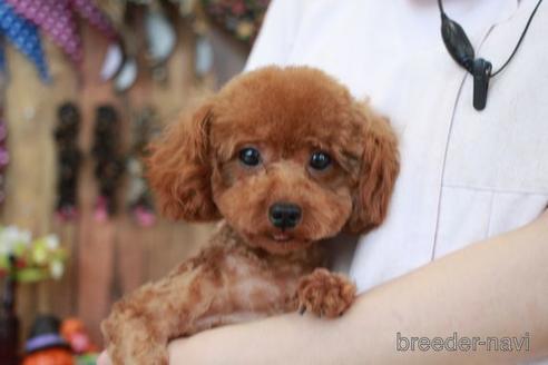 成約済の滋賀県のトイプードル-161220の4枚目