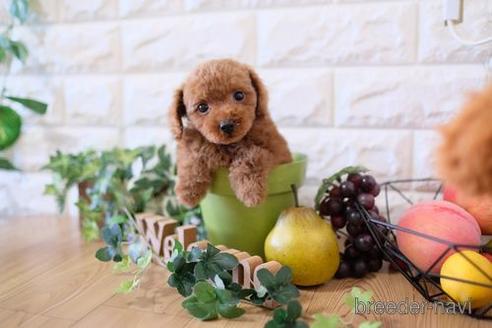 成約済の滋賀県のトイプードル-159595