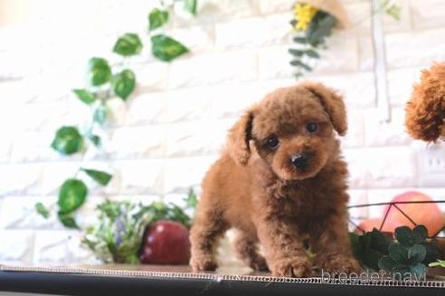 成約済の滋賀県のトイプードル-159595の7枚目