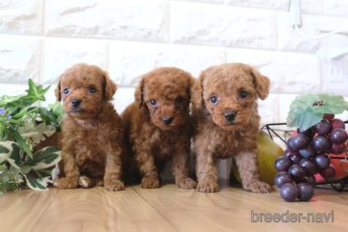 成約済の滋賀県のトイプードル-159595の4枚目