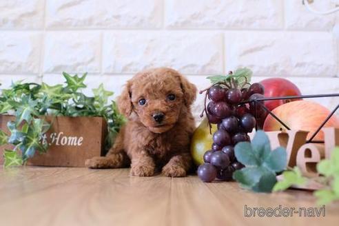 成約済の滋賀県のトイプードル-159595の3枚目