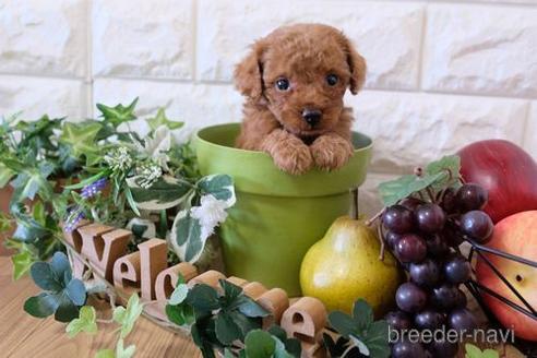 成約済の滋賀県のトイプードル-159595の2枚目