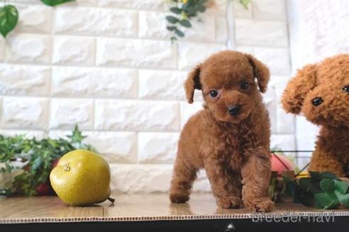 成約済の滋賀県のトイプードル-159597