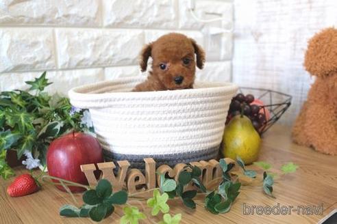 成約済の滋賀県のトイプードル-159597の9枚目