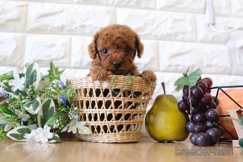 成約済の滋賀県のトイプードル-159597の5枚目