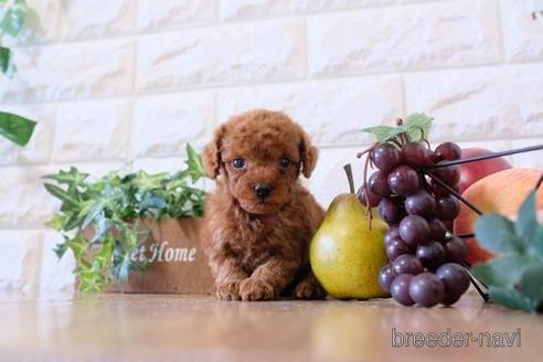 成約済の滋賀県のトイプードル-159597の4枚目