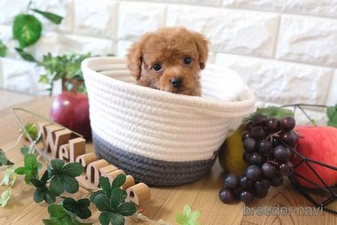 成約済の滋賀県のトイプードル-159598の1枚目