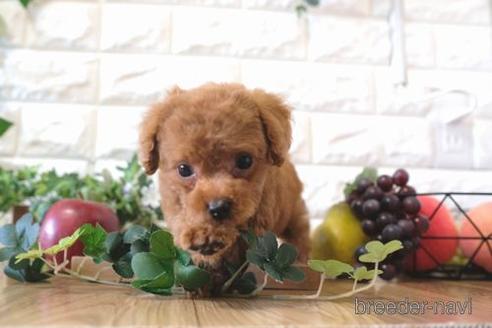 成約済の滋賀県のトイプードル-159598の9枚目