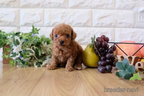 成約済の滋賀県のトイプードル-159598の5枚目