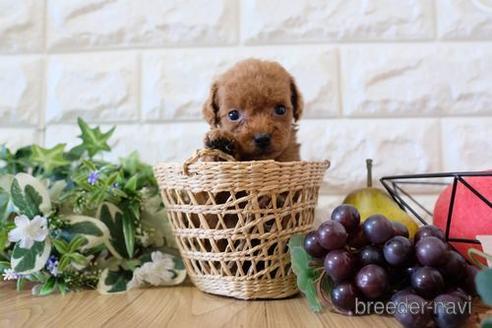 成約済の滋賀県のトイプードル-159598の4枚目