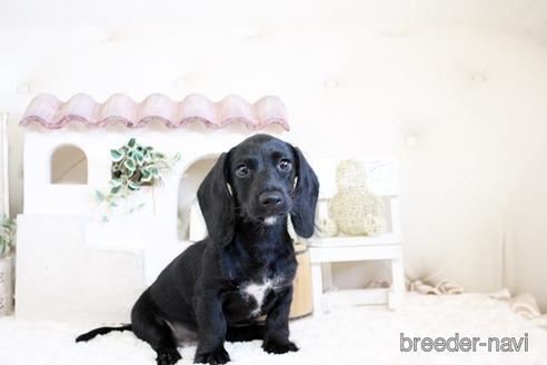 成約済の佐賀県のカニンヘンダックスフンド(ワイヤーヘアード)-156058の1枚目