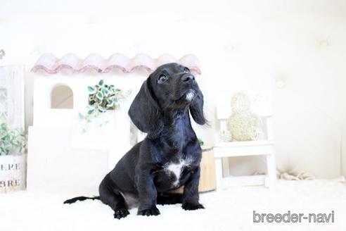 成約済の佐賀県のカニンヘンダックスフンド(ワイヤーヘアード)-156058の5枚目