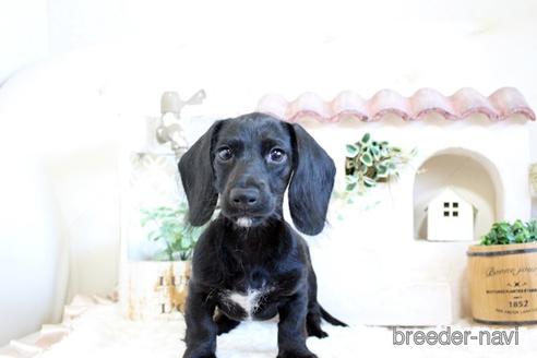 成約済の佐賀県のカニンヘンダックスフンド(ワイヤーヘアード)-156058の3枚目