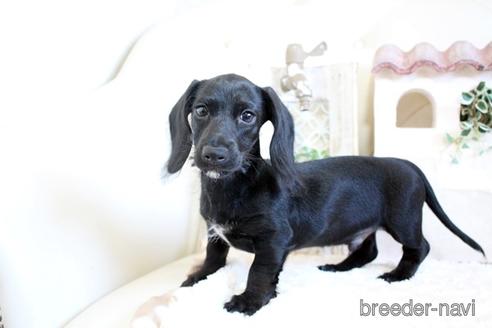 成約済の佐賀県のカニンヘンダックスフンド(ワイヤーヘアード)-156058の2枚目