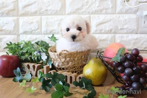 成約済の滋賀県のトイプードル-159599の1枚目