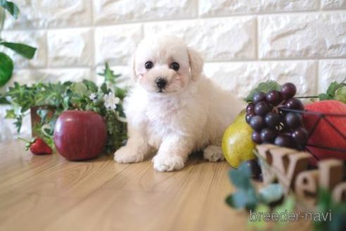 成約済の滋賀県のトイプードル-159599の6枚目