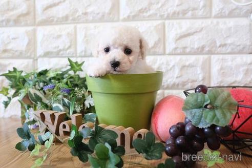 成約済の滋賀県のトイプードル-159599の5枚目