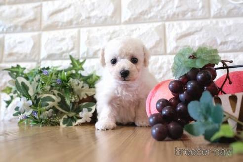 成約済の滋賀県のトイプードル-159599の4枚目