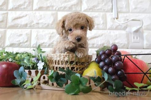 成約済の滋賀県のトイプードル-159600の1枚目