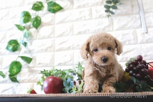成約済の滋賀県のトイプードル-159600の6枚目