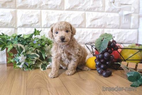 成約済の滋賀県のトイプードル-159600の5枚目