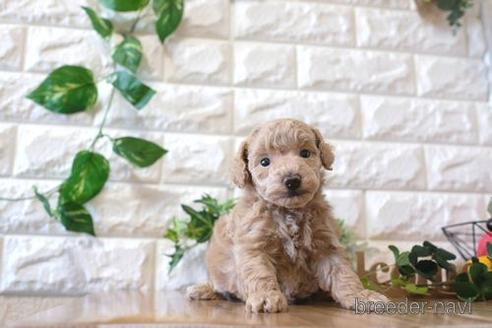 成約済の滋賀県のトイプードル-159600の4枚目