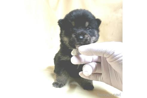 成約済の茨城県の豆柴-161232の27枚目