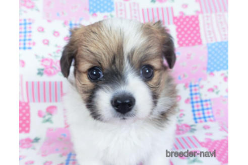 成約済の千葉県のパピヨン-161241の6枚目