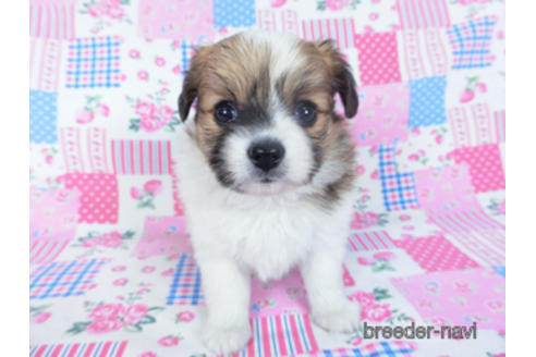 成約済の千葉県のパピヨン-161241の7枚目