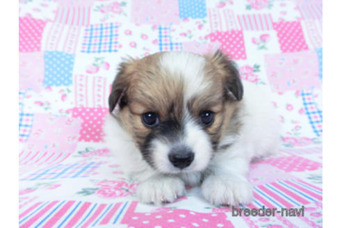 成約済の千葉県のパピヨン-161241の8枚目