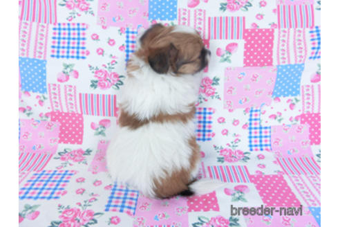 成約済の千葉県のパピヨン-161241の5枚目