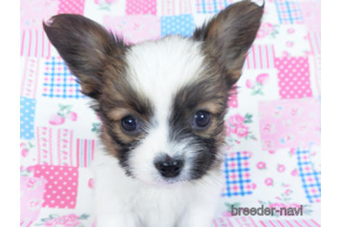 成約済の千葉県のパピヨン-161239の8枚目