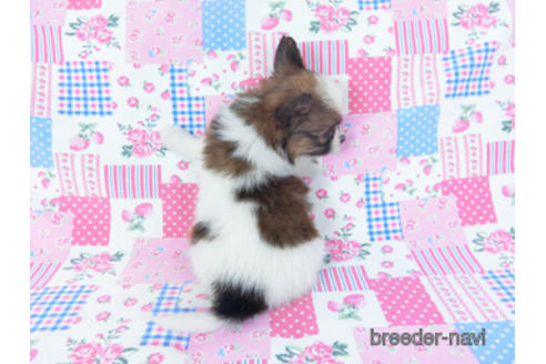 成約済の千葉県のパピヨン-161239の7枚目