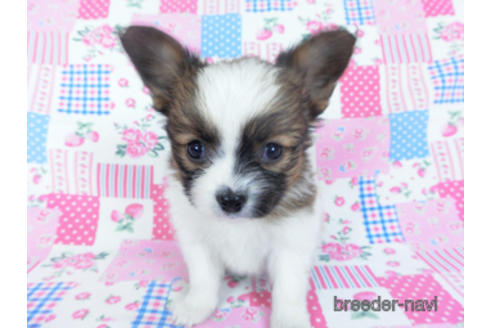 成約済の千葉県のパピヨン-161239の6枚目