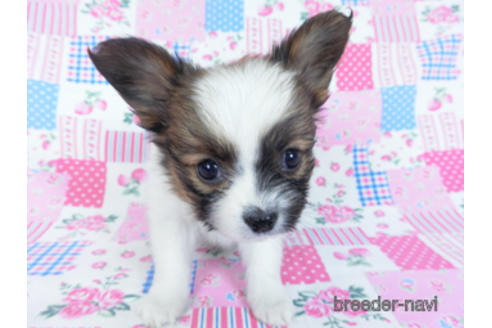 成約済の千葉県のパピヨン-161239の5枚目