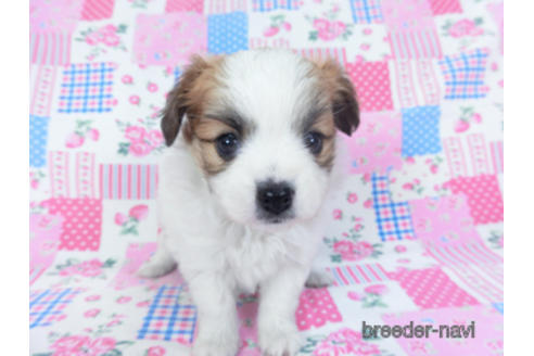 成約済の千葉県のパピヨン-161242の21枚目