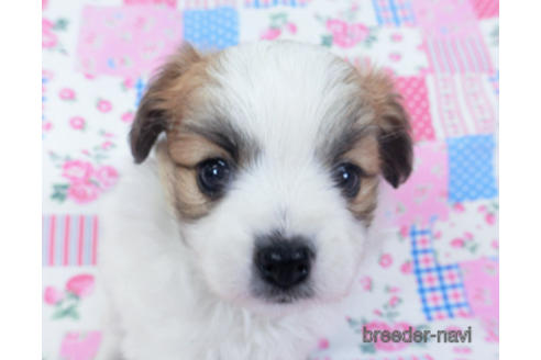 成約済の千葉県のパピヨン-161242の24枚目