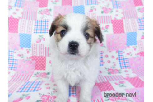 成約済の千葉県のパピヨン-161242の23枚目