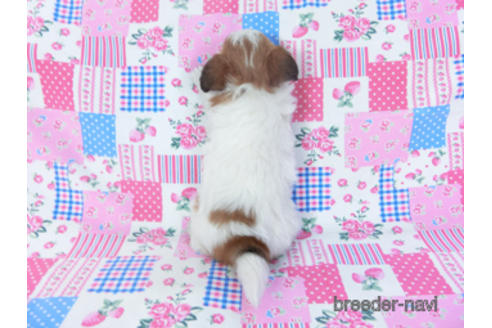 成約済の千葉県のパピヨン-161242の22枚目