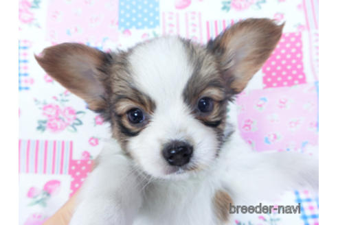 成約済の千葉県のパピヨン-161243の12枚目