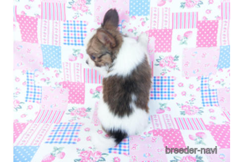 成約済の千葉県のパピヨン-161243の11枚目