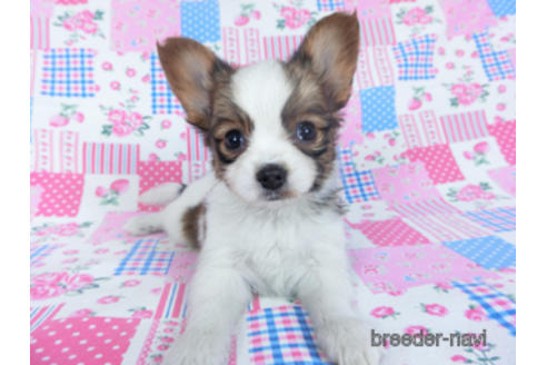 成約済の千葉県のパピヨン-161243の10枚目