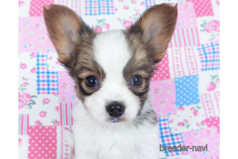 成約済の千葉県のパピヨン-161243の9枚目