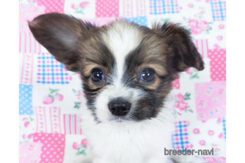 成約済の千葉県のパピヨン-161244の12枚目