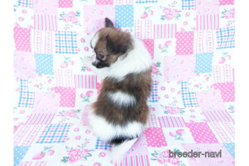 成約済の千葉県のパピヨン-161244の11枚目