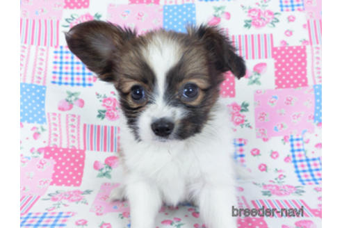 成約済の千葉県のパピヨン-161244の10枚目