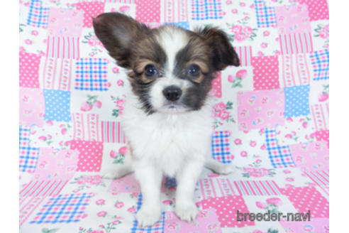 成約済の千葉県のパピヨン-161244の9枚目