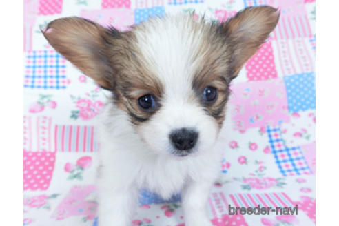 成約済の千葉県のパピヨン-161246の5枚目