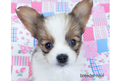 成約済の千葉県のパピヨン-161246の6枚目